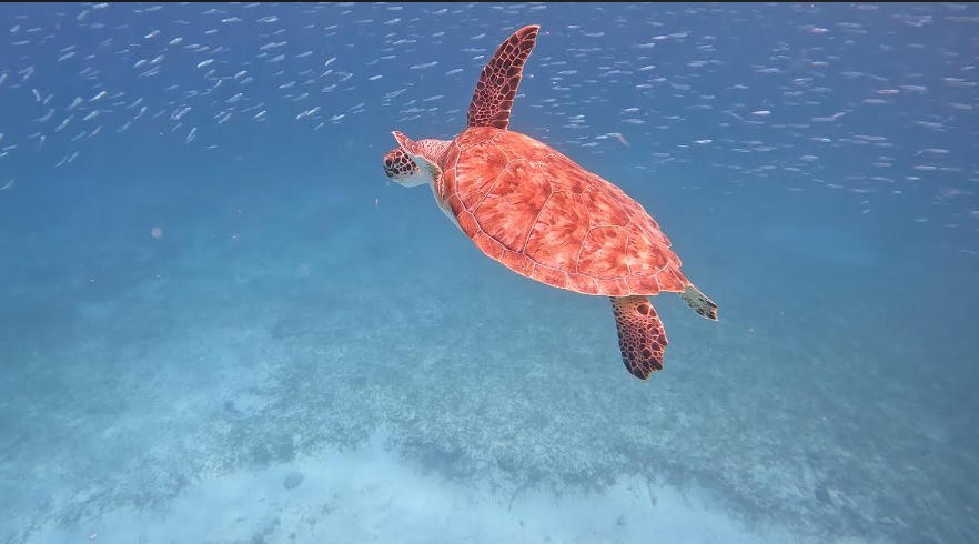 turtle